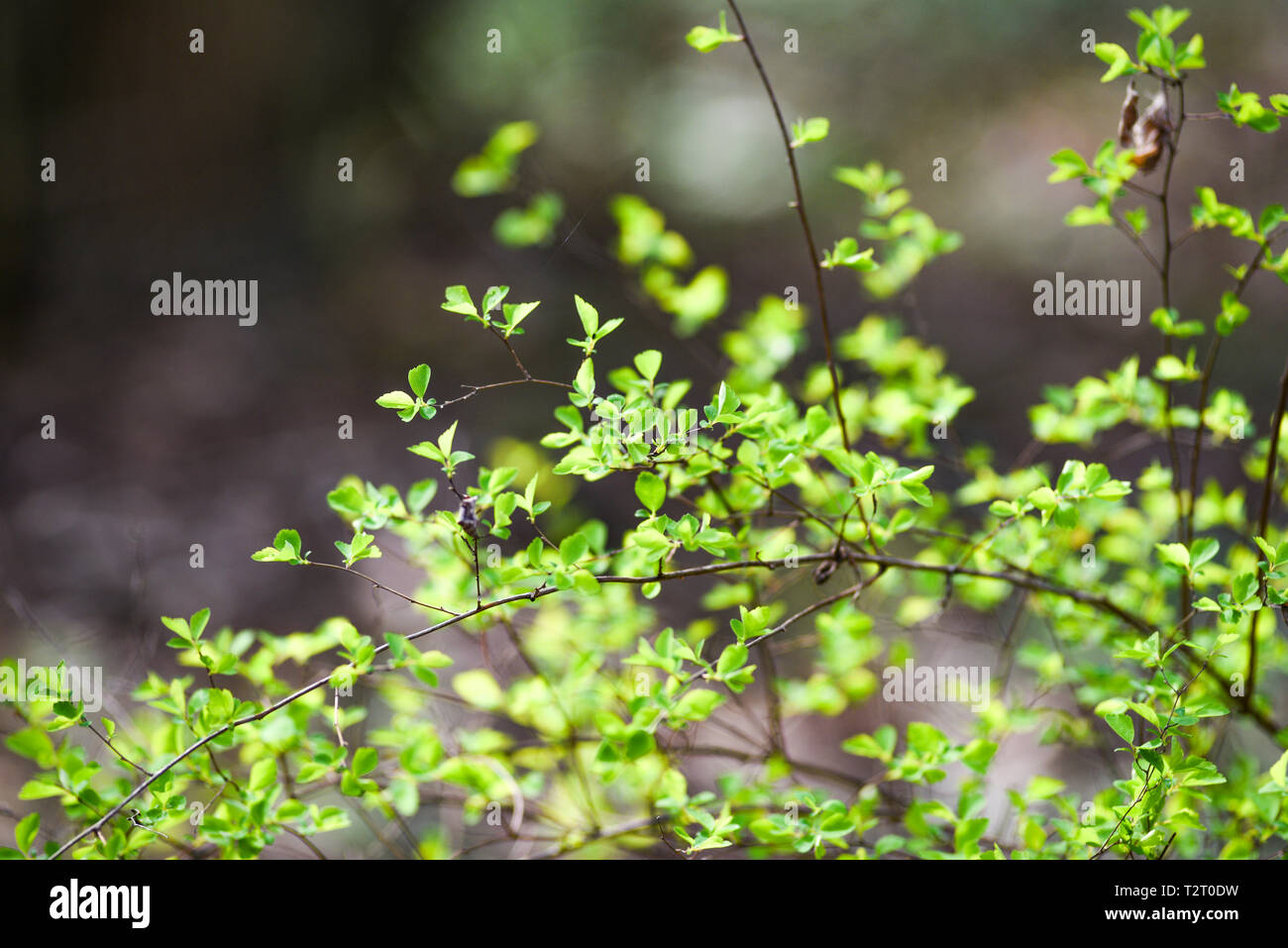 Verde primavera gemme sugli alberi. Foglie verdi Foto stock - Alamy